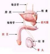 宜春男性附睾炎主要有哪