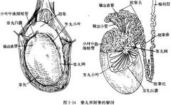 宜春男人附睾炎是怎么引