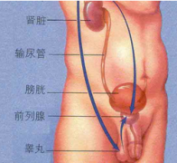 前列腺囊肿的主要原因有哪些?