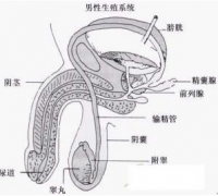 是什么原因诱发了男性尿